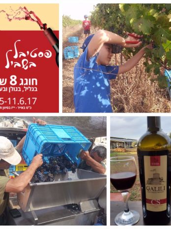 יין קברנה סוביניון 2018