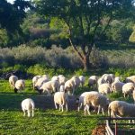 מעבדות לחירות ואיך זה קשור לחקלאות ישראלית?